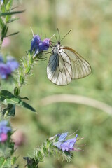 butterfly on flower