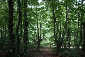 forest in the morning