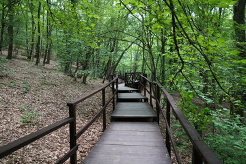 wooden bridge in the forest