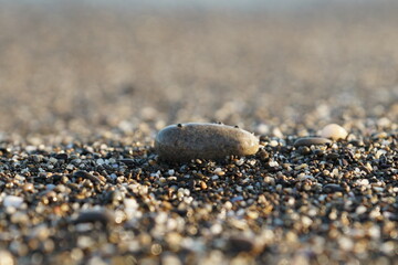 stone on the beach