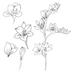 Big set Beautiful sketch of a tattoo - a delicate twig with flowers . Flowers Periwinkle. Hand drawing. Outline. On a white background