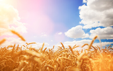 Yellow wheat field on the blue sunny sky and white clouds background. Countryside view. Freedom and carefree concept. Nature beauty, blue cloudy sky and colorful field with golden wheat. - 521803036