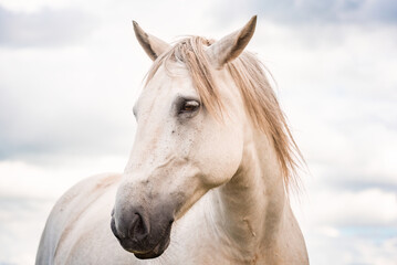 Fototapeta na wymiar White horse portrait against cloudy white sky