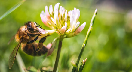 Closeup of honey bee at work on white clover flower