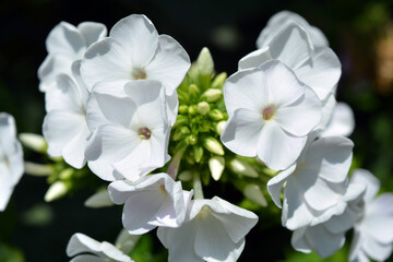 Obraz na płótnie Canvas Bright white festive wedding flowers bloom only in summer. Many bright small light phlox growing in the home garden.