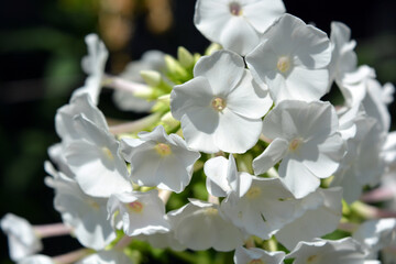 Bright white festive wedding flowers bloom only in summer. Many bright small light phlox growing in the home garden.