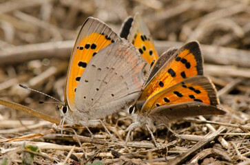 Butterflies small copper Lycaena phlaeas copulating and another male next to them. La Siberia. San Mateo. Gran Canaria. Canary Islands. Spain.