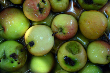 The first juicy small green apples with red, yellow, dark spots float in clear water. Young apples fell off the home apple tree in the month of August.