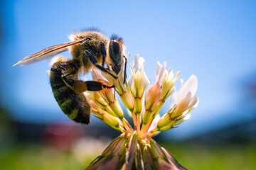 Closeup of honey bee at work on white clover flower