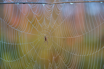 sieć pająka, krople na sieci pająka, a spider's web, drops on a spider's web, - obrazy, fototapety, plakaty