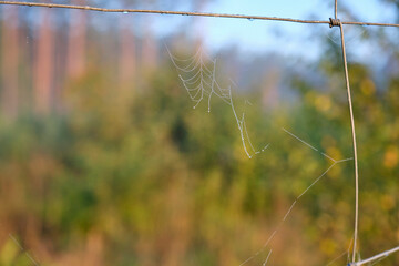 sieć pająka, krople na sieci pająka, a spider's web, drops on a spider's web,