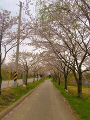 Obraz premium road in the park