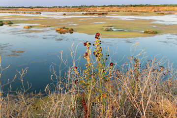 Marshes. Panoramic of National Nature Reserve of Lilleau des Niges
Ré Island. Les Portes-en-Ré, Francia