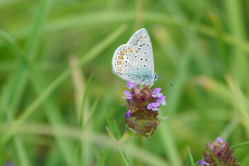 butterfly on a flower