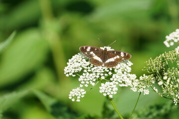 butterfly on a flower