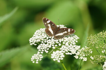 butterfly on a flower
