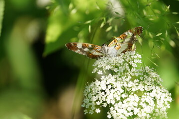 butterfly on a flower