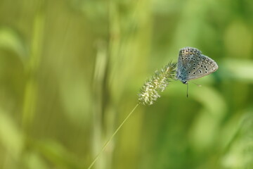 butterfly on a green grass