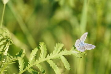 butterfly on grass