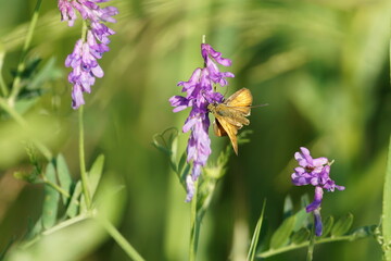 flowers on a meadow