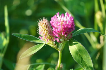 pink and white flower