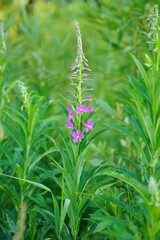 close up of a flower
