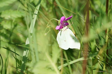 flowers in the garden