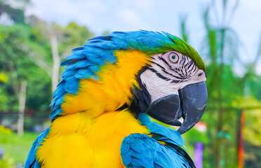 Selective focus colorful Macaw Parrot standing on stainless steels perch with nature blurry background