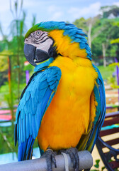 Selective focus colorful Macaw Parrot standing on stainless steels perch with nature blurry background
