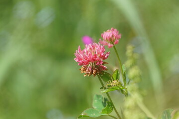 pink flower in the garden