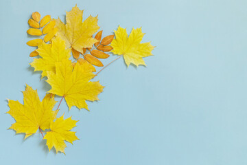 Autumn composition autumn leaves  yellow maple and rowan leaf on a blue paper background. Creative top view flat lay.