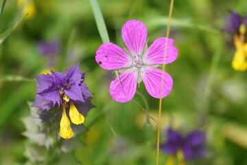 flowers in a field