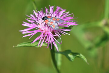 bee on a flower