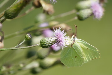 butterfly on a flower