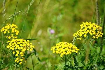yellow flowers in the grass