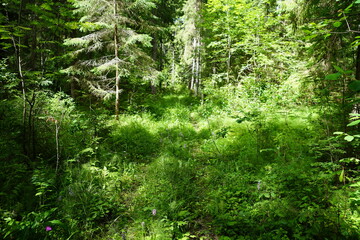green forest in the morning