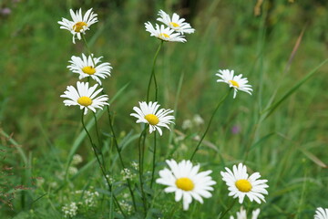daisies in a field