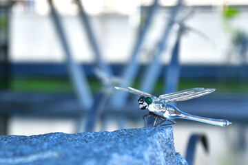 glass dragonfly