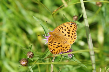 butterfly on a flower