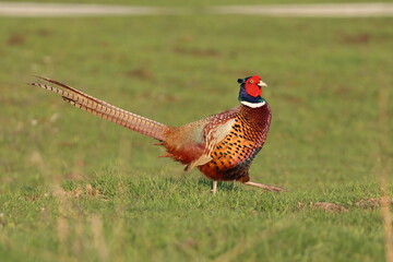 pheasant in the field