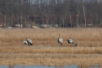 cranes in the meadow, Poland