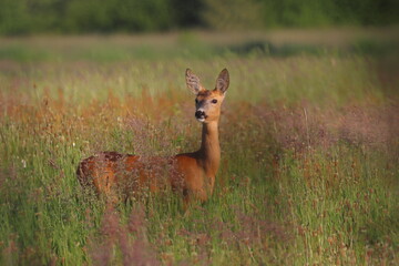 Naklejka na ściany i meble deer in the grass, POLAND