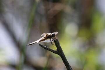 dragonfly on a twig