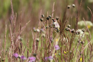 bird
