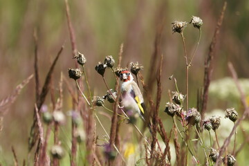 flowers in the grass