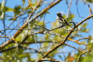 Fototapeta premium bird on a branch