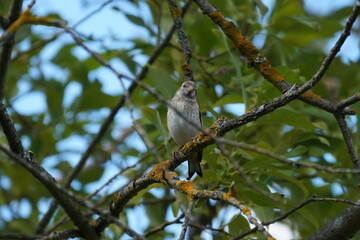 bird on a tree