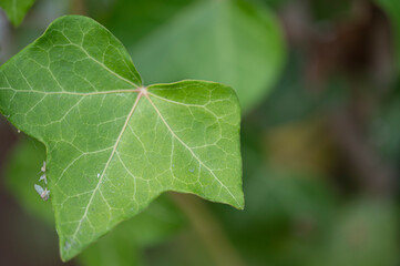 Background with nature to use for computer screens, pictures, smartphones, websites, walls, photo wallpapers for the décor of the apartment. - insects and small colorful flowers, field vegetation, gar