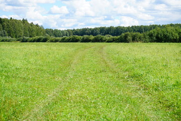 green field and blue sky