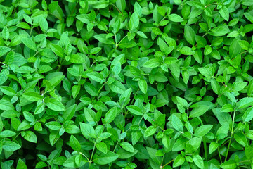 Fototapeta na wymiar abstract stunning green leaf texture, tropical leaf foliage nature green background